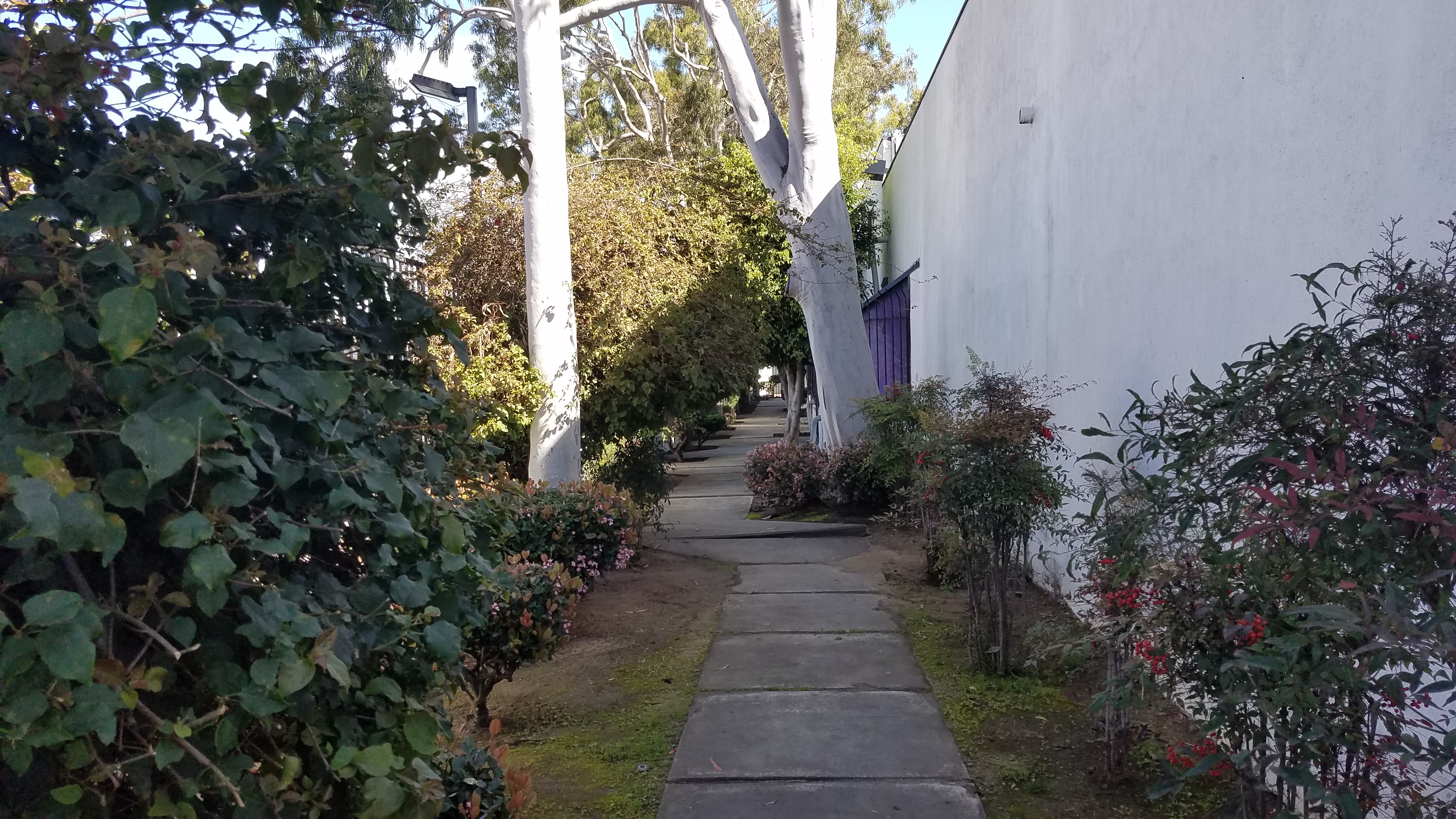 A walkway between two buildings with trees in the background.