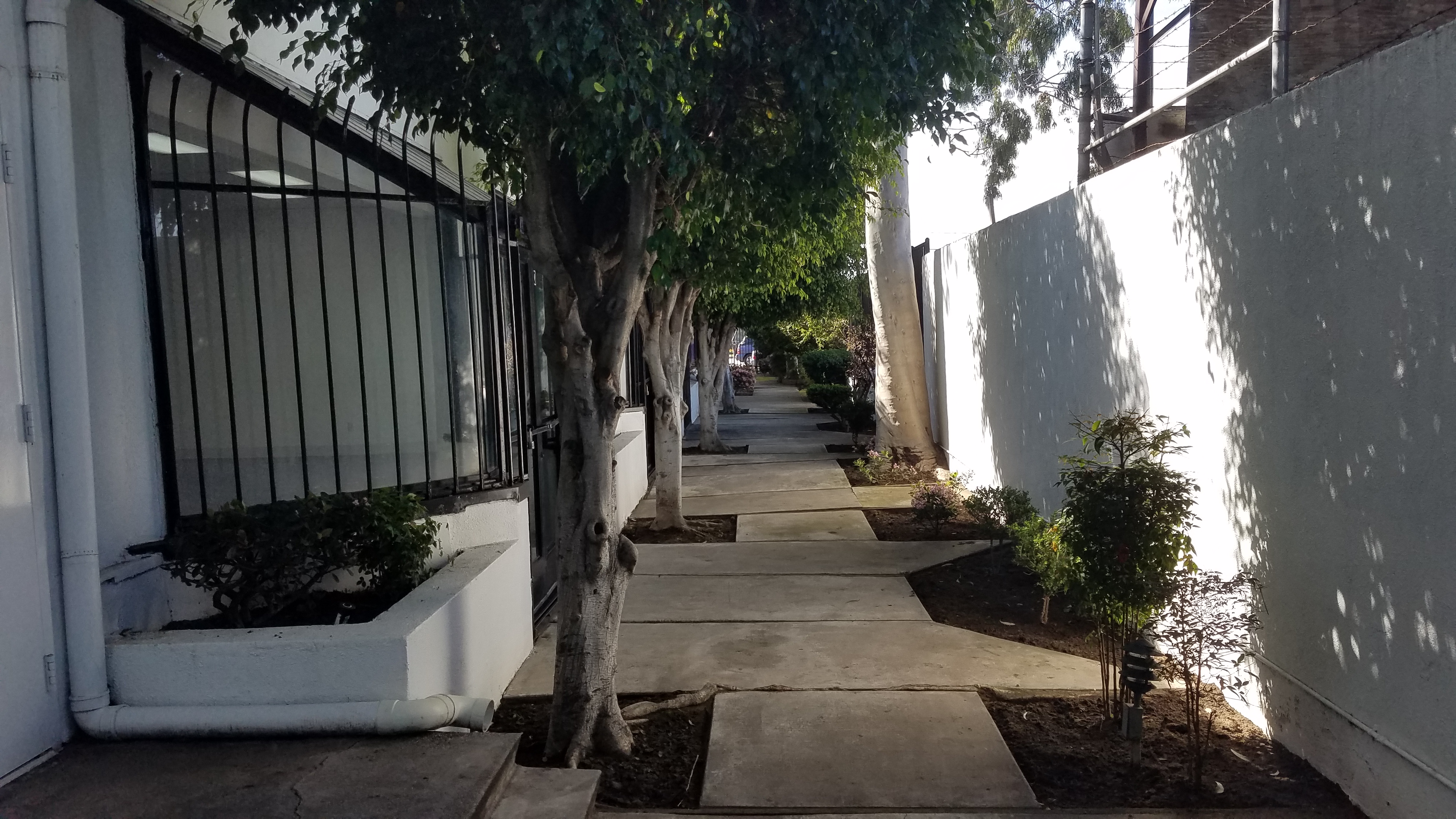 A sidewalk with trees and plants on it